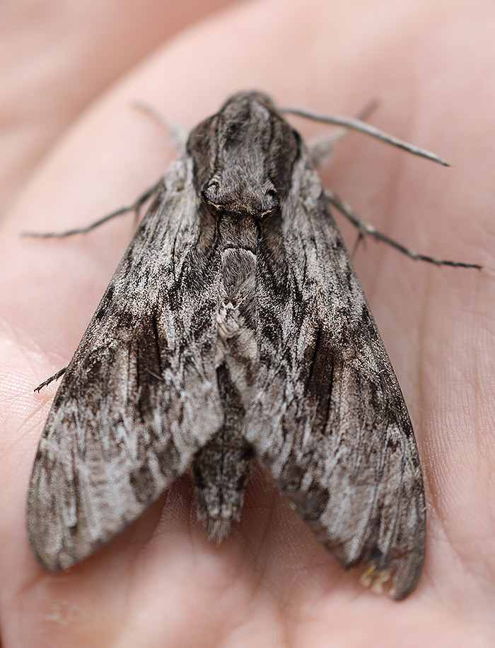 convolvulus hawk moth